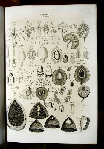 1849 stampa antica - stampa,