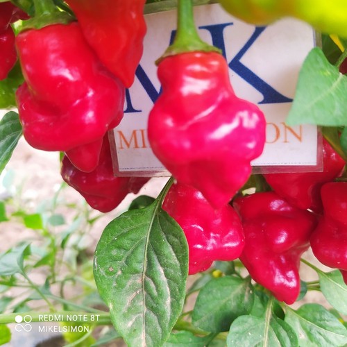 Tazmanian red semillas - ,,