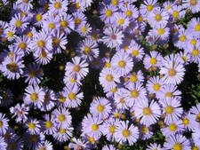 Astro di Virgilio – 30 Semi – Fiori Blu-Viola, Fioritura Tardiva, Ideale per Bor