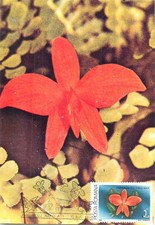 E0046 Maxi card Romania fiori