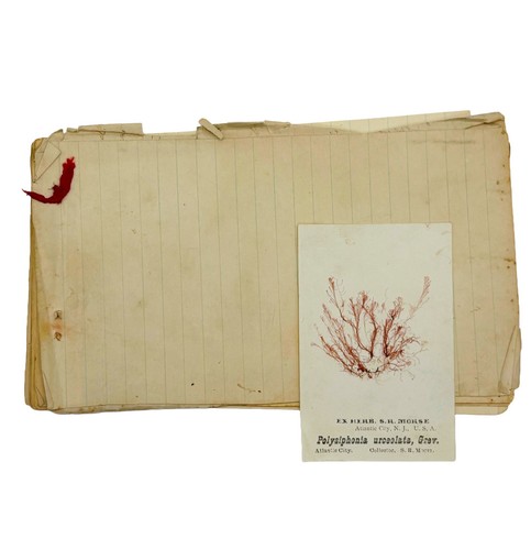 Morse seaweed - s.r.,