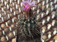 Sclerocactus glaucus HK 1003 -