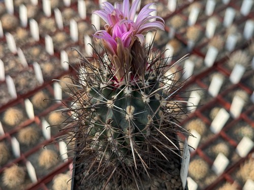 Sclerocactus glaucus 1003 - sclerocactus, hk