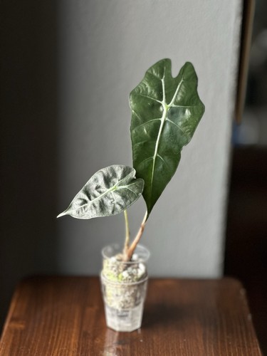 Alocasia polly pianta viva - , da