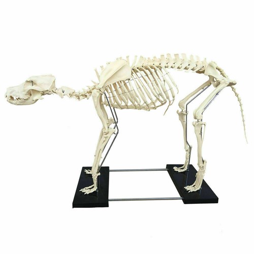 Modello scheletro canino