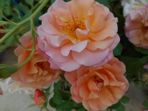 Rosa tappezzante cubana aiuola - tappezzante,