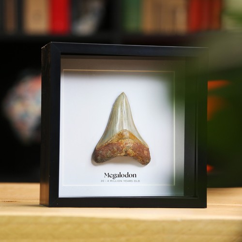 Framed authentic inch - authentic, 2-3