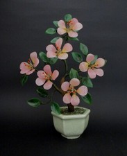 Bonsai fior di pesco - ✅,