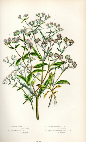 Stampa botanica antica 1899 - antica,