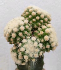 Echinocactus grusonii monster form clon 01 XXL