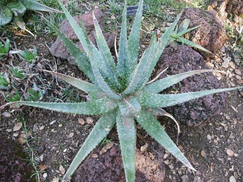 Semi aloe esculenta - 15,