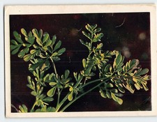 Cartolina Ruta
