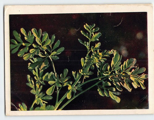 Cartolina ruta - cartolina,