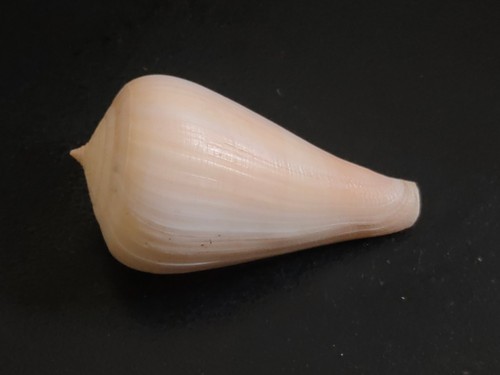 Conchiglia shell conus - shell,