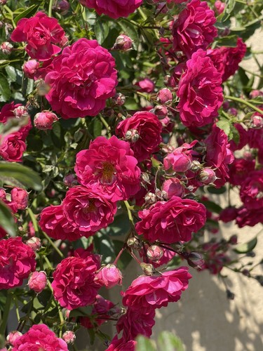 Rosa super excelsa - rosa, excelsa’