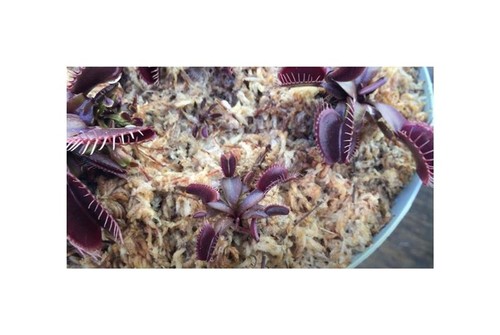 Semi dionaea muscipula - 3,