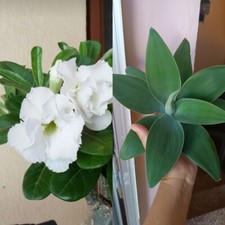 Agave Attenuata Y Adenium