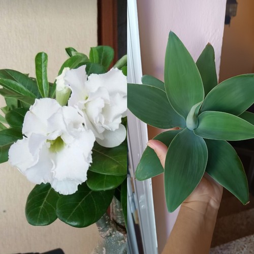 Agave attenuata adenium - attenuata, y