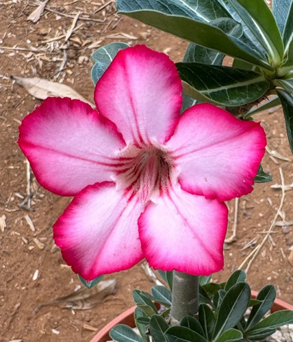 Adenium obesum apocynaceae - adenium,