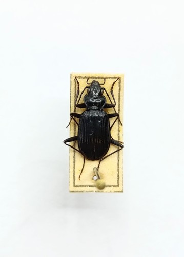 Entomology taxidermy - entomology,