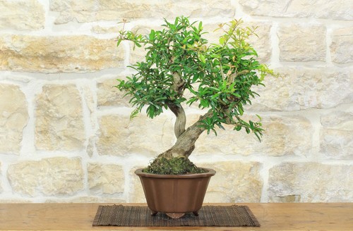 Bonsai melograno giapponese - melograno,