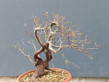 Bonsai Olmo Campestre 34x14cm