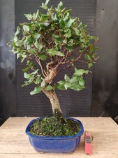 bonsai  quercia da sughero  h