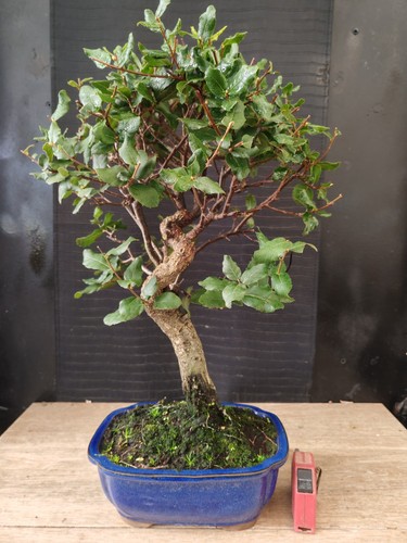 Bonsai quercia sughero h - sughero,