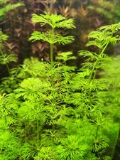 Limnophila Sessiliflora – 8