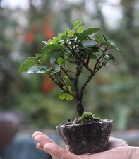 Prebonsai Viburno
