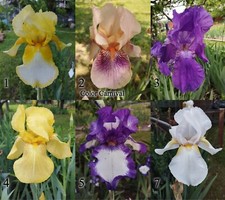 1 Iris germanica, vari colori