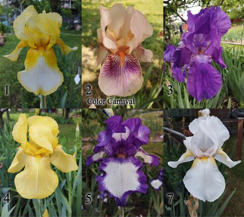 Iris germanica vari colori - 1, germanica,