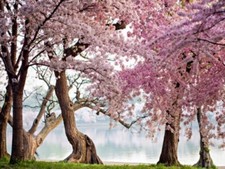 Quadro Alberi Ciliegi Fioriti