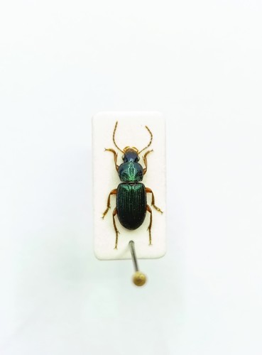 Entomology taxidermy - taxidermy,