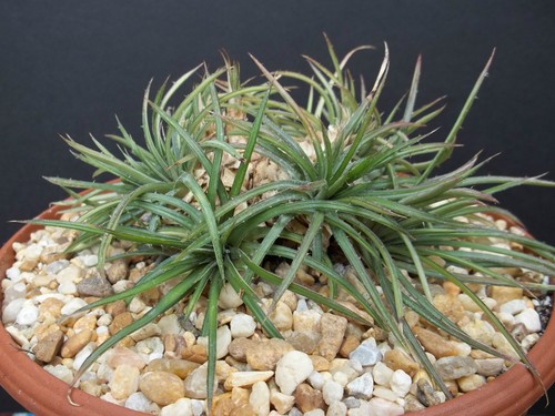 Dyckia choristaminea bromelia - choristaminea.,
