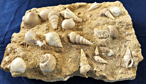 Livello fossile con
