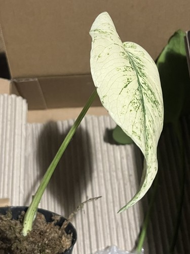 Monstera devil monster full - devil,