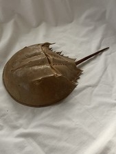 HORSESHOE CRAB Dry Molt SHELL