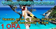 Canto del cardellino - del,