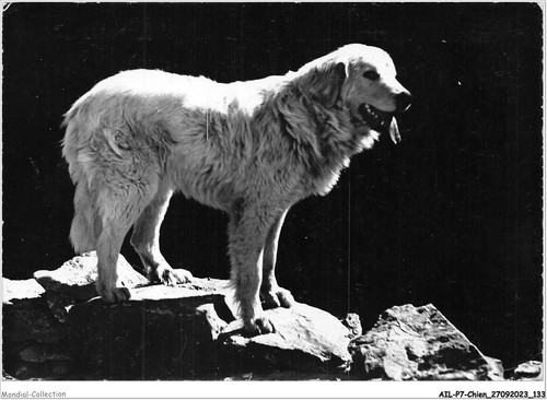 Ailp7 0679 cane - -, dei