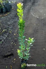 Albero corbezzolo, spedizione