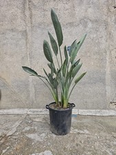 Strelitzia Reginae - Vaso