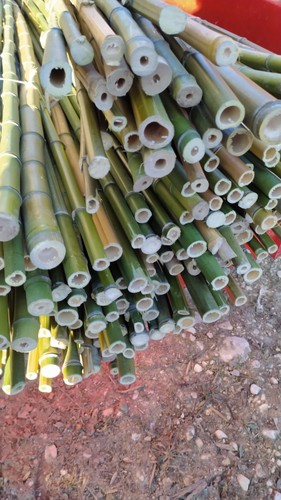 Canne bamboo italiane - canne,