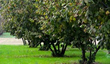 Piante albero pianta - piante,