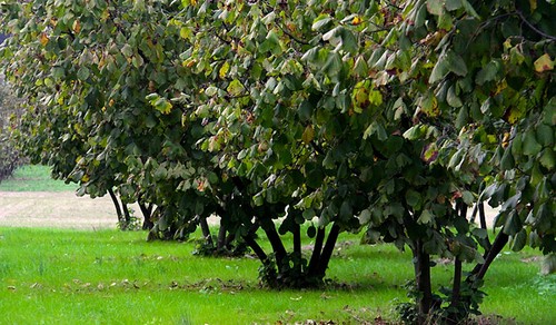 100 albero alberi nocciolo - ,