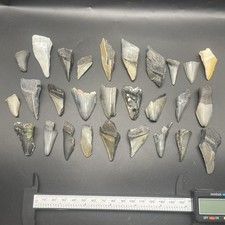 Megalodonte denti parziali
