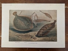 Pleuronettidi Print-From Life