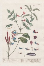 Heide-Wicke Vicia Orobus Legno