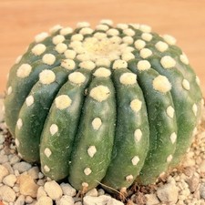Notocactus uebelmannianus f