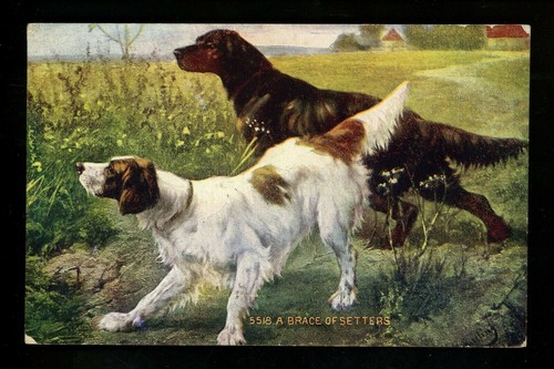 Cartolina cane cucciolo tutore - cane,